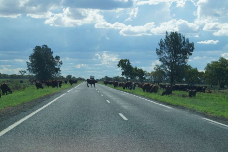 Cow Crossing